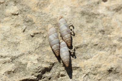  Clausiliidae Gray, 1855