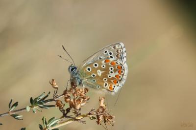 Azuré bleu-céleste (L'), Bel-Argus (Le), Argus ble Lysandra bellargus (Rottemburg, 1775)