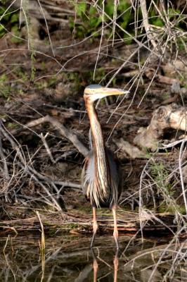 Héron pourpré Ardea purpurea Linnaeus, 1766