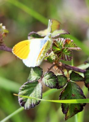 Aurore (L') Anthocharis cardamines (Linnaeus, 1758)
