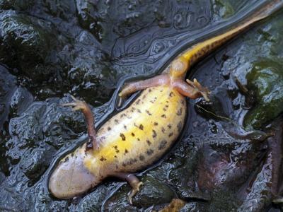 Triton palmé Lissotriton helveticus (Razoumowsky, 1789)
