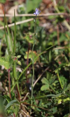Linaire des champs Linaria arvensis (L.) Desf., 1799
