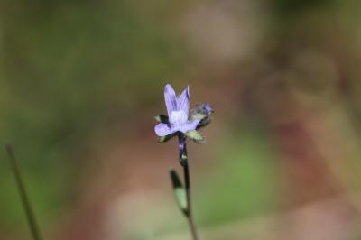 Linaire des champs Linaria arvensis (L.) Desf., 1799