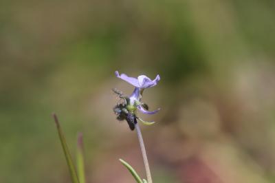 Linaire des champs Linaria arvensis (L.) Desf., 1799