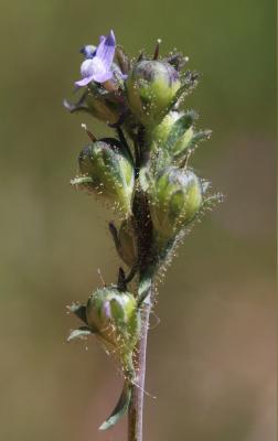 Linaire des champs Linaria arvensis (L.) Desf., 1799