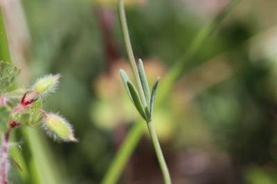 Linaire des champs Linaria arvensis (L.) Desf., 1799