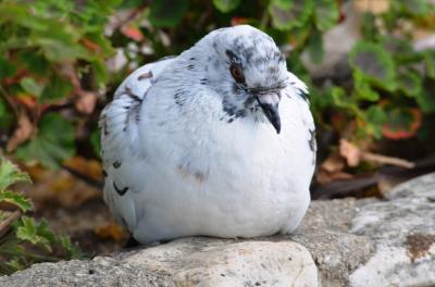 Pigeon biset Columba livia Gmelin, 1789