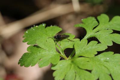  Bibio johannis (Linnaeus, 1767)