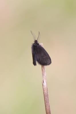  Psychidae Boisduval, 1828
