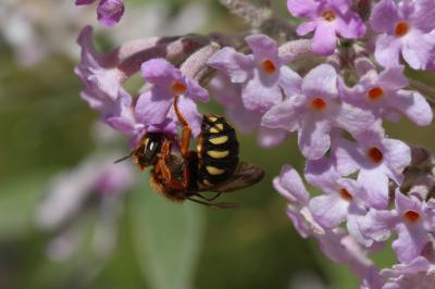  Rhodanthidium septemdentatum (Latreille, 1809)