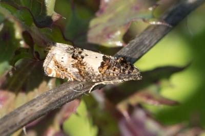  Epiblema scutulana (Denis & Schiffermüller, 1775)