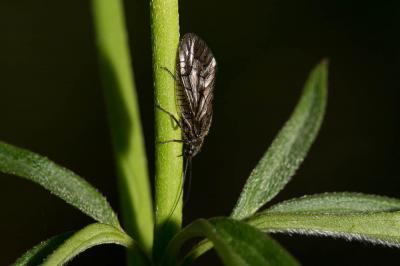  Sialis Latreille, 1802