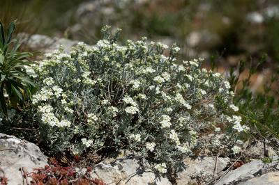 Corbeille d'argent à gros fruits, Alysse à gros fr Hormathophylla macrocarpa (DC.) P.Küpfer, 1974