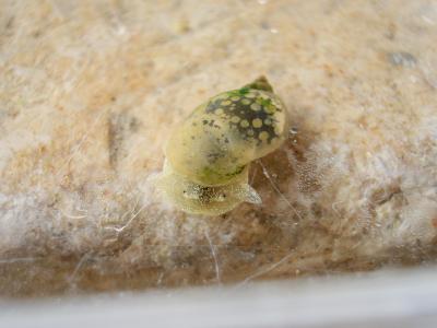  Lymnaeidae Rafinesque, 1815