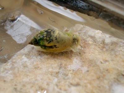  Lymnaeidae Rafinesque, 1815