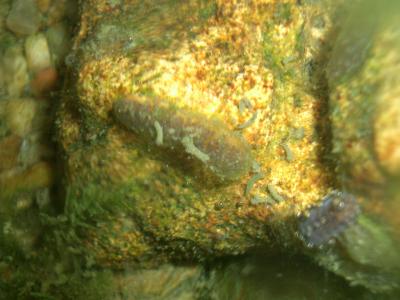 Lymnaeidae Rafinesque, 1815