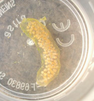  Lymnaeidae Rafinesque, 1815