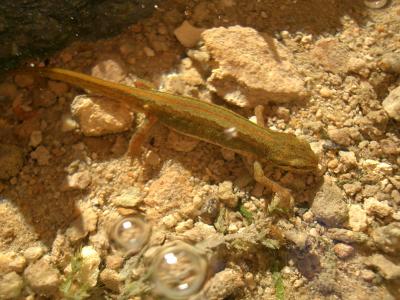 Triton palmé Lissotriton helveticus (Razoumowsky, 1789)