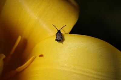  Bruchidius marginalis (Fabricius, 1777)