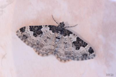 Incertaine (L'), Phalène ondée (La) Xanthorhoe fluctuata (Linnaeus, 1758)
