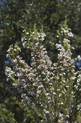 Bruyère arborescente, Bruyère en arbre Erica arborea L., 1753