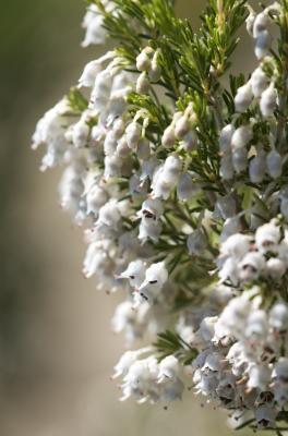 Bruyère arborescente, Bruyère en arbre Erica arborea L., 1753