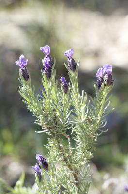 Lavande papillon, Lavande Stéchade Lavandula stoechas L., 1753