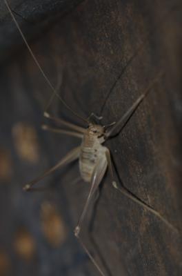 Dolichopode languedocien Dolichopoda linderii (Dufour, 1861)