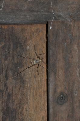Dolichopode languedocien Dolichopoda linderii (Dufour, 1861)
