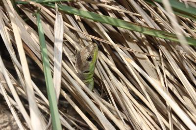 Lézard vert Lacerta bilineata Daudin, 1802
