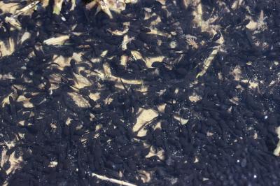 Crapaud Bufo Garsault, 1764