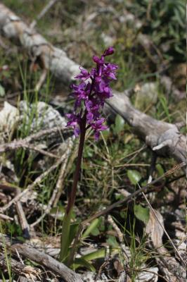 Orchis mâle, Herbe à la couleuvre Orchis mascula (L.) L., 1755