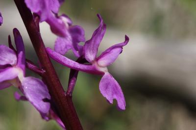 Orchis mâle, Herbe à la couleuvre Orchis mascula (L.) L., 1755