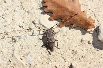  Acanthocinus aedilis (Linnaeus, 1758)