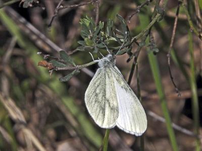 Piéride du Lotier (La), Piéride de la Moutarde (La Leptidea sinapis (Linnaeus, 1758)