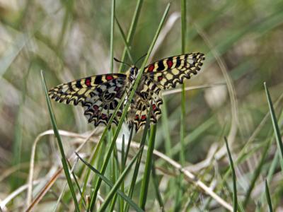Proserpine (La), Thaïs écarlate (La), Proserpine d Zerynthia rumina (Linnaeus, 1758)