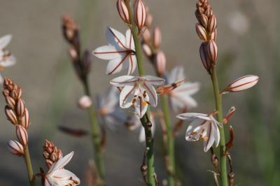 Asphodèle fistuleuse, Asphodèle fistuleux Asphodelus fistulosus L., 1753