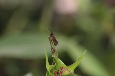  Esperia sulphurella (Fabricius, 1775)