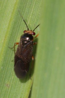  Strongylocoris cicadifrons A. Costa, 1853