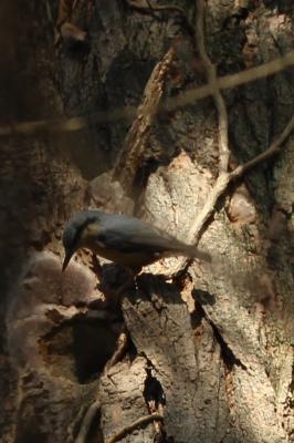 Sittelle torchepot Sitta europaea Linnaeus, 1758