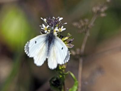 Aurore (L') Anthocharis cardamines (Linnaeus, 1758)
