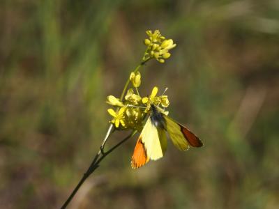 Aurore de Provence (L') Anthocharis euphenoides Staudinger, 1869