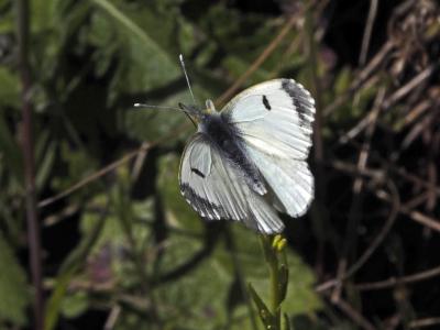 Aurore (L') Anthocharis cardamines (Linnaeus, 1758)
