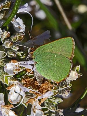Thécla de l'Arbousier (La) Callophrys avis Chapman, 1909