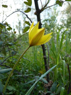Tulipe de Gaule, Tulipe des bois Tulipa sylvestris L., 1753
