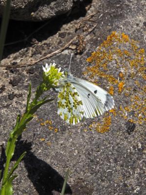 Aurore (L') Anthocharis cardamines (Linnaeus, 1758)