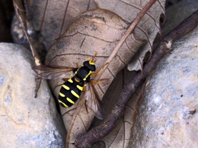  Xanthogramma citrofasciatum (De Geer, 1776)