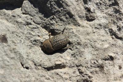 Opâtre des sables Opatrum sabulosum (Linnaeus, 1758)