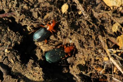  Brachinus Weber, 1801