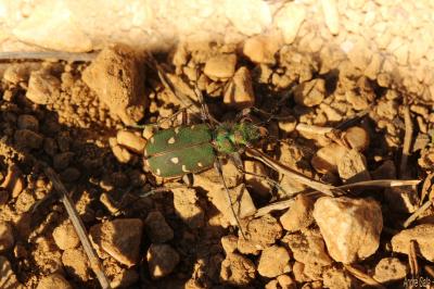 Cicindèle champêtre Cicindela campestris Linnaeus, 1758